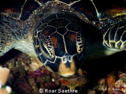 Turtle attack by Roar Saethre 